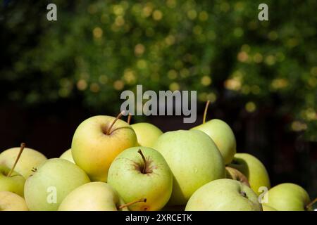 Au premier plan sont des pommes vert clair fraîchement cueillies de la récolte de pommes, floues en arrière-plan sont les pommes sur le pommier Banque D'Images