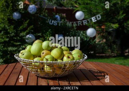 Pommes vertes fraîchement cueillies en vrac dans un panier de fil blanc sur une table en bois brun au soleil dans le jardin, une bannière avec l'inscription Just Married est floue dans le fond, les préparatifs pour un mariage à la campagne Banque D'Images