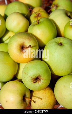 Gros plan de pommes vertes fraîchement cueillies au soleil à la fin de l'été après la récolte des pommes Banque D'Images