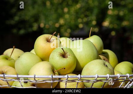 Au premier plan sont des pommes vert clair fraîchement cueillies de la récolte de pommes, floues en arrière-plan sont les pommes sur le pommier Banque D'Images