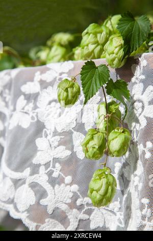 Nappe festive sur table au premier plan décorée de tendrilles de houblon de bière verte fraîche, fond flou, préparations pour un mariage de jardin, mariage d'été dans le jardin Banque D'Images