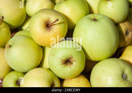 Gros plan de pommes vertes fraîchement cueillies au soleil à la fin de l'été après la récolte des pommes Banque D'Images