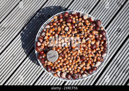 Beaucoup de noisettes brunes mûres et de châtaignes dans un panier de fil blanc sur une terrasse en bois à la lumière du soleil, sur un petit cercle gris est écrit pour vous comme un indice Banque D'Images