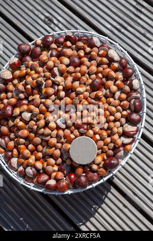 Beaucoup de noisettes brunes mûres et de châtaignes dans un panier en fil blanc sur une terrasse en bois à la lumière du soleil, sur les noix est un petit cercle gris pour l'étiquetage Banque D'Images