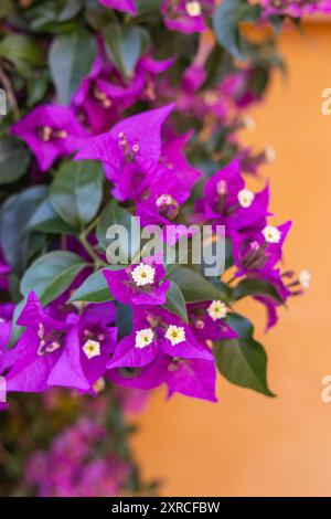 Casco Antiguo, Séville, Province de Séville, Andalousie, Espagne. Fleurs violettes poussant sur un mur de stuc orange. Banque D'Images