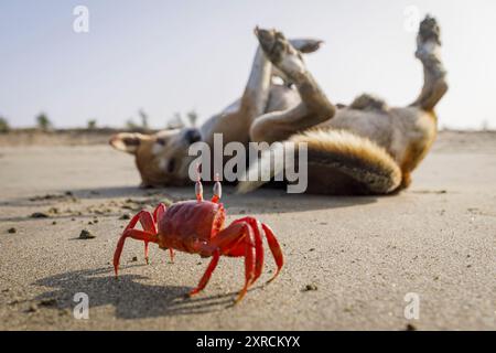 Un crabe rouge fantôme et un chien errant profitent d'une plage libre des touristes à Cox's Bazar au Bangladesh. Le crabe rouge fantôme a été menacé, car les touristes portent atteinte à leur habitat. Cependant, la pandémie de COVID 19 et l'absence de touristes qui a suivi ont donné aux crabes une chance bien méritée de rebondir. Banque D'Images