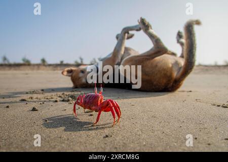 Un crabe rouge fantôme et un chien errant profitent d'une plage libre des touristes à Cox's Bazar au Bangladesh. Le crabe rouge fantôme a été menacé, car les touristes portent atteinte à leur habitat. Cependant, la pandémie de COVID 19 et l'absence de touristes qui a suivi ont donné aux crabes une chance bien méritée de rebondir. Banque D'Images