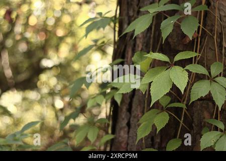 Tronc de pin recouvert d'une vigne avec des raisins à cinq feuilles. Un arbre couvert de raisins sauvages. Feuilles vertes de raisins sauvages sur fond d'écorce de pin c Banque D'Images