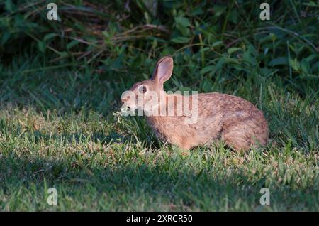 Cottontail oriental, Sylvilagus floridanus, se nourrissant de trèfle, Trifolium sp. Banque D'Images