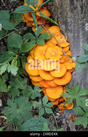 Champignons Jack-o-lanterne sur une bûche avec des feuilles à Camp Ground Road Woods à des Plaines, Illinois Banque D'Images