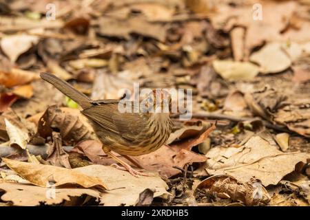 Le Babbler à gorge bouffée (Pellorneum ruficeps) est un petit oiseau avec une gorge bouffée distinctive, des parties supérieures brunes et des parties inférieures blanches avec une str foncée Banque D'Images