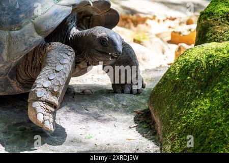 Tortue géante marche lentement sur le sol. La roche moussue en arrière-plan ajoute à la sensation sereine et naturelle de l'image. Banque D'Images