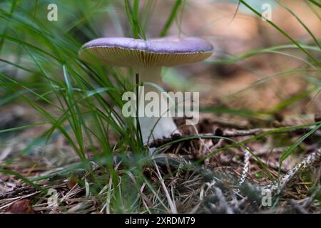 champignon violet sauvage né dans un pré Banque D'Images