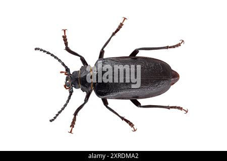 Coléoptère noir, Prionus coriarius isolé sur fond blanc, vue de dessus de coléoptère noir également connu sous le nom de tanner ou sawyer Banque D'Images