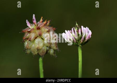 Trèfle aux fraises Trifolium fragiferum - fruit et fleur Banque D'Images