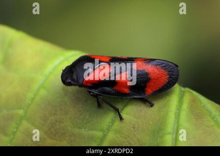 Froghopper rouge et noir - vulnérabilité Cercopis Banque D'Images