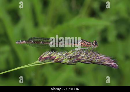 Damselfly à queue bleue - Ischnura elegans - femelle - forme rufescens-obsoleta (anciennement infuscans-obsoleta) Banque D'Images