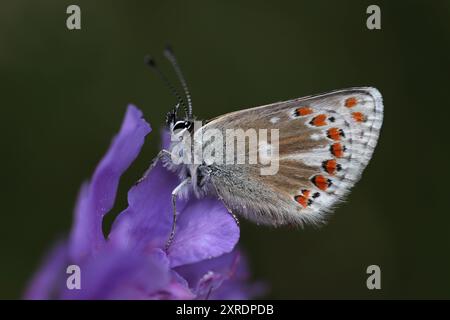 Argus brun du Nord - Aricia artaxerxes ssp.artaxerxes Banque D'Images