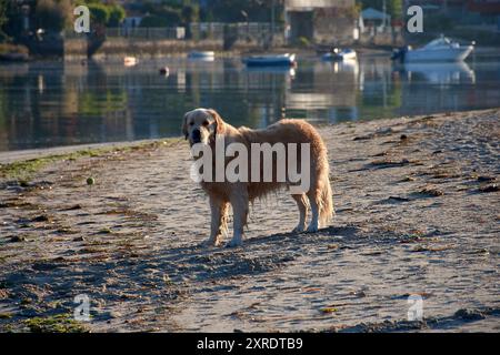 Un joyeux Golden Retriever à la plage de Ladeira à Bayona, Pontevedra, Espagne. Le chien est sur le rivage sablonneux, avec les vagues calmes de l'océan fournissant un b serein Banque D'Images