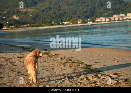 Un joyeux Golden Retriever à la plage de Ladeira à Bayona, Pontevedra, Espagne. Le chien est sur le rivage sablonneux, avec les vagues calmes de l'océan fournissant un b serein Banque D'Images