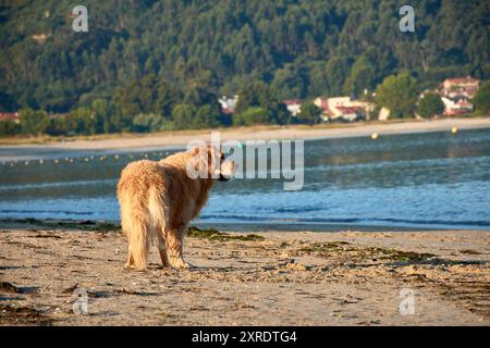 Un joyeux Golden Retriever à la plage de Ladeira à Bayona, Pontevedra, Espagne. Le chien est sur le rivage sablonneux, avec les vagues calmes de l'océan fournissant un b serein Banque D'Images