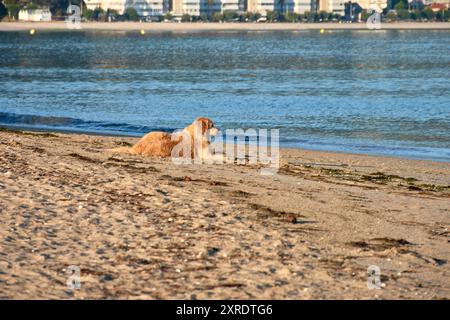 Un joyeux Golden Retriever à la plage de Ladeira à Bayona, Pontevedra, Espagne. Le chien est sur le rivage sablonneux, avec les vagues calmes de l'océan fournissant un b serein Banque D'Images