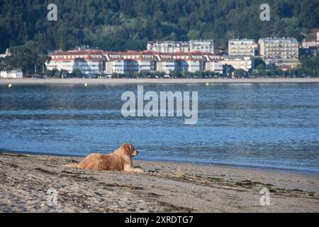 Un joyeux Golden Retriever à la plage de Ladeira à Bayona, Pontevedra, Espagne. Le chien est sur le rivage sablonneux, avec les vagues calmes de l'océan fournissant un b serein Banque D'Images