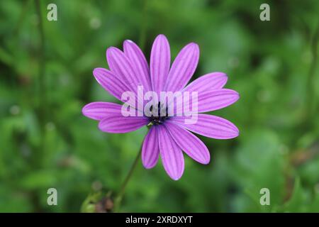Gros plan d'une fleur d'ostéospermum violette unique sur fond vert flou Banque D'Images