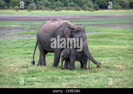 Un éléphant sauvage et un jeune veau paissent dans les prairies du parc national Minneriya à Habarana, dans le centre du Sri Lanka. Banque D'Images