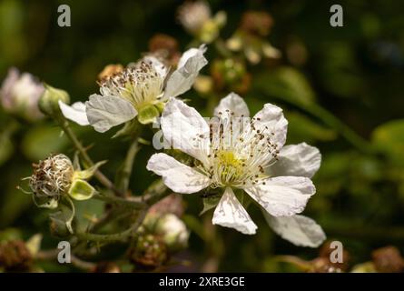 Le BlackBerry est un arbuste brouillé commun dans les haies et les bois du Royaume-Uni. C'est une plante à croissance rapide qui produit une récolte abondante Banque D'Images