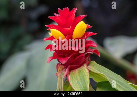 Fleur rouge et jaune de gingembre (Siam Tulip), Thaïlande. Banque D'Images