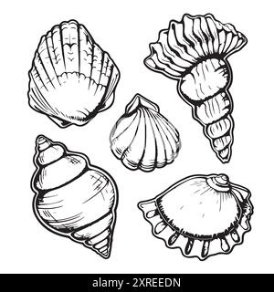 illustration de contour de coquillage. Ensemble de vecteurs coquillages. Illustrations dessinées à la main de la ligne gravée. Collection de croquis réalistes divers mollusques mer s. Illustration de Vecteur