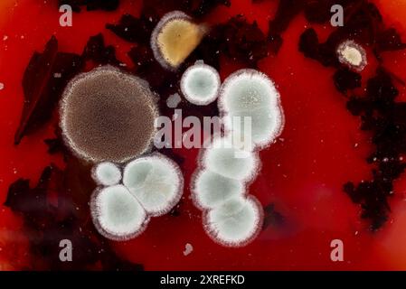 Colonies de moisissures et de champignons sur fond rouge. Moisissure dans le thé Banque D'Images