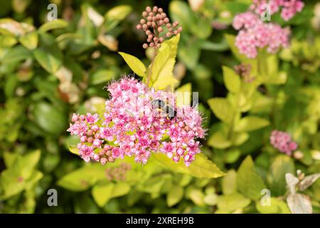 Branche de Spiraea, fleur rose spirée japonaise fleurie avec abeille dans le jardin de printemps Banque D'Images