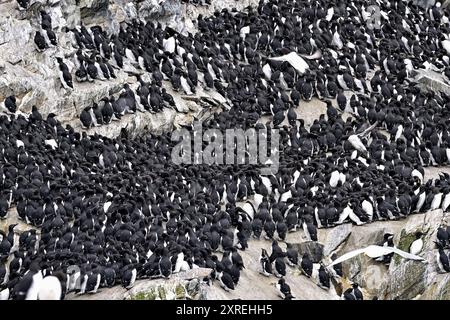 La colonie de guillemot commune est arrivée dans les lieux de nidification estivaux Banque D'Images