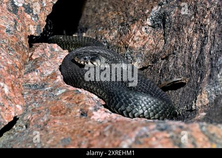 Serpent d'herbe se baquant dans les crevasses de roche Banque D'Images