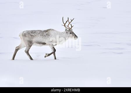 Rennes regardant la nourriture dans la tempête de neige dans le nord-est de la Norvège Banque D'Images