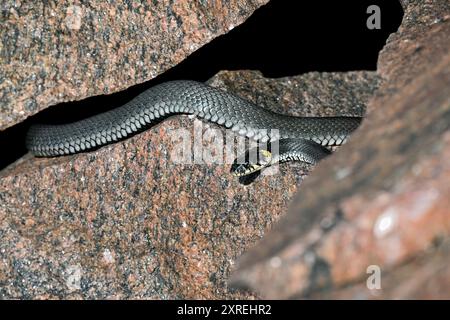 Serpent d'herbe se baquant dans les crevasses de roche Banque D'Images