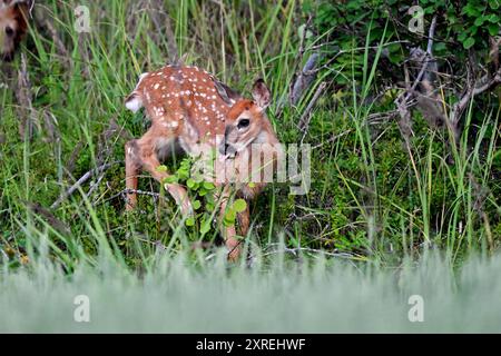 Jeune et belle. Faon de cerf de Virginie dans la forêt. Banque D'Images