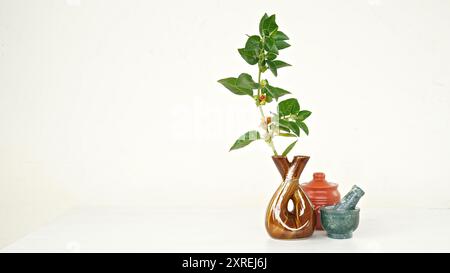 Variété thaïlandaise hybride Ashwagandha vivante , ginseng indien , cerise d'hiver , fruits arbustes médicinaux indiens Withania somnifera sur Ashwagandha Plant. Banque D'Images