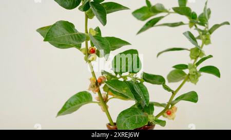 Variété thaïlandaise hybride Ashwagandha vivante , ginseng indien , cerise d'hiver , fruits arbustes médicinaux indiens Withania somnifera sur Ashwagandha Plant. Banque D'Images