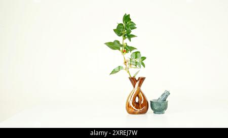 Variété thaïlandaise hybride Ashwagandha vivante , ginseng indien , cerise d'hiver , fruits arbustes médicinaux indiens Withania somnifera sur Ashwagandha Plant. Banque D'Images