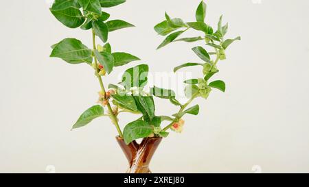 Variété thaïlandaise hybride Ashwagandha vivante , ginseng indien , cerise d'hiver , fruits arbustes médicinaux indiens Withania somnifera sur Ashwagandha Plant. Banque D'Images