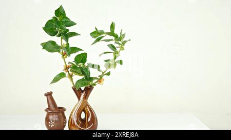 Variété thaïlandaise hybride Ashwagandha vivante , ginseng indien , cerise d'hiver , fruits arbustes médicinaux indiens Withania somnifera sur Ashwagandha Plant. Banque D'Images