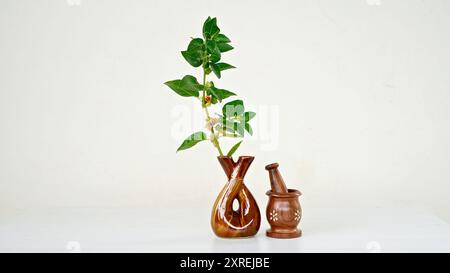 Variété thaïlandaise hybride Ashwagandha vivante , ginseng indien , cerise d'hiver , fruits arbustes médicinaux indiens Withania somnifera sur Ashwagandha Plant. Banque D'Images