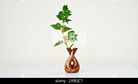 Variété thaïlandaise hybride Ashwagandha vivante , ginseng indien , cerise d'hiver , fruits arbustes médicinaux indiens Withania somnifera sur Ashwagandha Plant. Banque D'Images