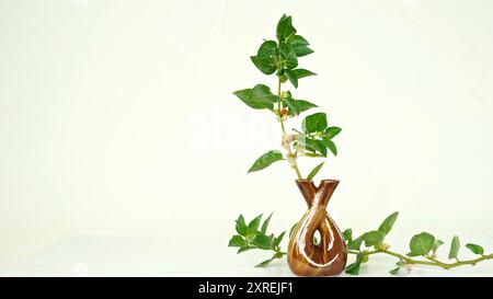 Variété thaïlandaise hybride Ashwagandha vivante , ginseng indien , cerise d'hiver , fruits arbustes médicinaux indiens Withania somnifera sur Ashwagandha Plant. Banque D'Images