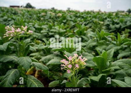 plants de tabac avec des fleurs roses en fleurs en virginie Banque D'Images