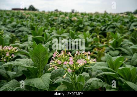 plants de tabac avec des fleurs roses en fleurs en virginie Banque D'Images