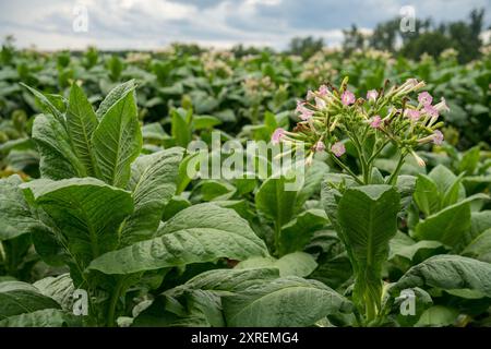 plants de tabac avec des fleurs roses en fleurs en virginie Banque D'Images
